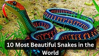 10 Most Beautiful Snakes in the World |  Beautiful Snakes