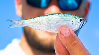 Using One of the BEST Live Baits for Florida Inshore Fishing (ft. Thonny)