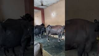 Live going at @GuruwaliFarm  by @SANSANIWALDAIRYFARM . Top Quality Murrah Buffalo.