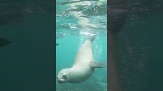 Seal #shorts #viral #trending