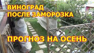 Виноград после заморозка  Прогноз на осень