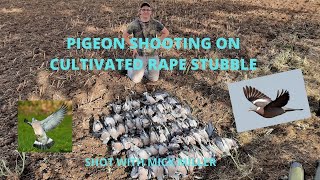 PIGEON SHOOTING ON CULTIVATED RAPE STUBBLE