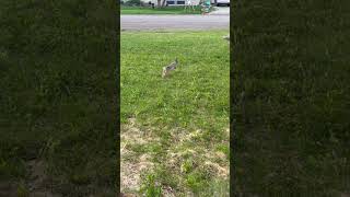 We had a little visitor today, isn’t this bunny so cute.