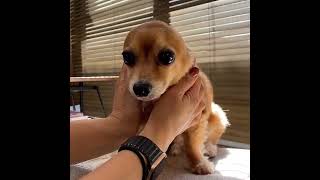 Cute Big Ears Puppy😍😍 #shorts #puppy