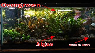 Preparing Fallen Forest for a Fishroom Tour - Maintenance on an overgrown aquarium!