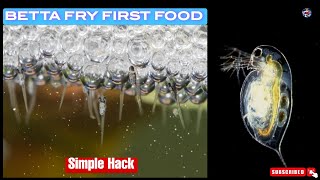 Betta fry's first food | Live food or pellets🤔 | Betta fry growth | Follow simple hack #bettafish