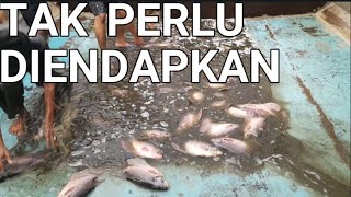 CARA BUDIDAYA IKAN GURAME DI KOLAM BETON - TAK PERLU DIENDAPKAN