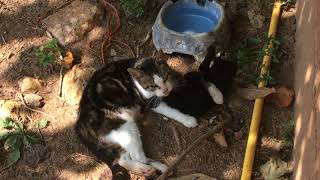 Newest kitty playing with her momma