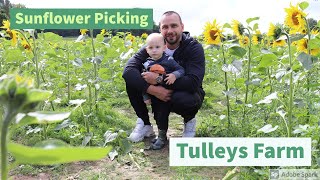 Sunflower Picking At Tulleys Farm With Adriaan