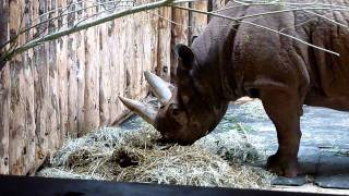 Rhino feeding time