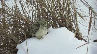 Short-eared owl