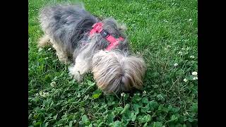 Zar, un Lhasa Apso de 21 años. @TxemaDobarro