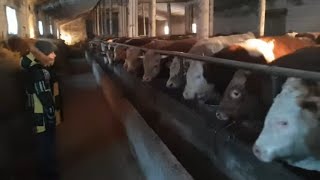 Едем с сыном на вечернее кормление быков 🐂