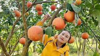 Harvesting red grapefruit goes to market sell - Take care of the vegetable garden | Ly Thi Tam