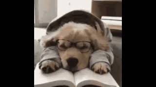 POV: QUANDO PROVO A STUDIARE. POV: ME WHEN I TRY TO STUDY #funnydogs #fun #lol #dogs #funnyshorts