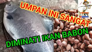 TES KACANG PRESTO UMPAN BAWAL BABON @wathonmancing8427