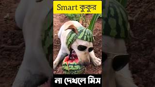 Smart Dog😱এটাই দেখার বাকি ছিল 😎#shorts #viral #funny