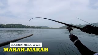 BABON NILA WWL MULAI MARAH-MARAH