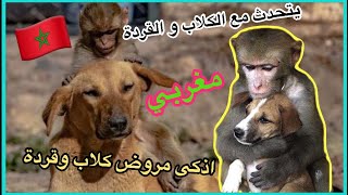 مغربي🇲🇦يتكلم مع كلبة🦮و قردة🙉🐒مروضين بطريقة ذكية✅