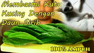 Membasmi Kutu Kucing Dengan Daun Sirih, Rontok Seketika!!!