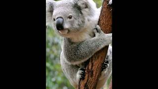 Fakta Unik Koala Hewan Malas Khas Australia⁉️