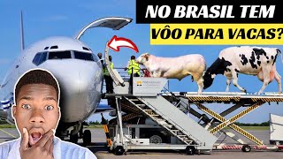 Inacreditável Brasil tem capacidade de Transportar animais de avião✈️😱