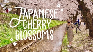 HIROSAKI CHERRY BLOSSOM FESTIVAL | AOMORI, JAPAN