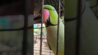 Ye Mittu Mittu 🦜|So cute talking Mittu ❣️#niteshvlogup64 #mitthu #parrot #parrotbeak