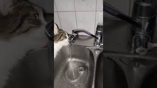 #cat #drinking #water #funny #licking #drank #drink #drunk #catface #pet #animal