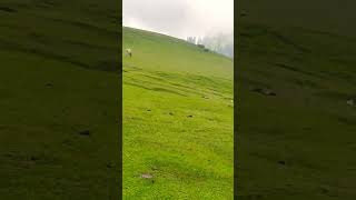 PAYE lake KPK Pakistan #explore #nature #travel #july2024