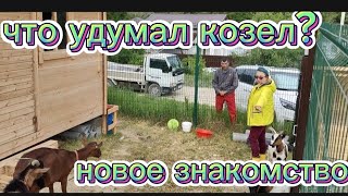 ЧТО УДУМАЛ КОЗЕЛ | НОВОЕ ЗНАКОМСТВО