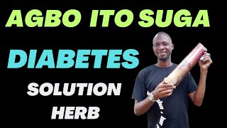 AGBO DIABETES English version #viralvideo #uk #usa