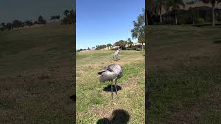 Have you ever wanted to pet a crane ? I do too lol