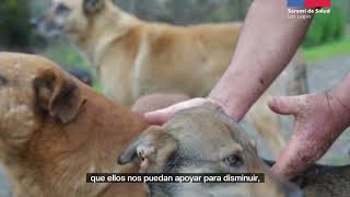 En Castro reforzamos la prevención de enfermedades transmitidas por animales o zoonosis.