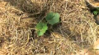 Мой огород - Томаты в теплице 29.06.14г / tomatoes in a greenhouse