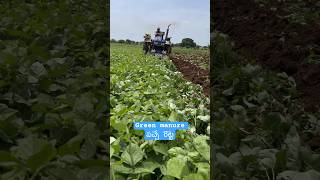 #greenmanure#పచ్చేరొట్టే#organicmatter#pulses#ploughing#soil #soilfertility#soilhealth@pallerythu1