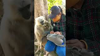 Langur Himalayas Langur eating peanut & banana