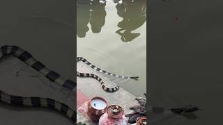 छठ पूजा पर दिखा सांप, हो रहा है वायरल #snake #chhathpuja #bandedkrait #shorts