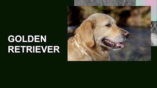 GOLDEN RETRIEVER - Caratteristiche, carattere, attitudini, salute, cura