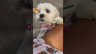 Why is this dog so greedy? #dogmom #smalldog #greedydog #dog