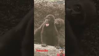 Little gorilla brother to funny 🤣🤣❤️💥 #gorilla #brother #viralvideo #shorts #shortvideo #trending