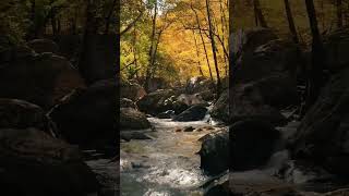 Forest  water slow flowing sonds water and 🐦 sound