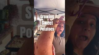 Growing Sweet Potatoes With No Experience! #gardeningforbeginners #growwithme #summervibes #potato