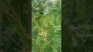 One of the tamarilos in my farm has budded | having fruits in the coming months |  fruits #shorts