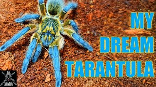 Harpactira pulchripes - Golden Blue Leg Baboon Tarantula