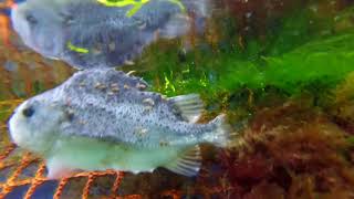 Secret Filming Inside Scottish Salmon Farms - Diseases, Deformities & Lice Infestation