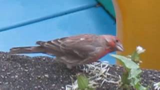 Finch in Kitsilano, BC, Canada, by Gerardo Señoráns Barcala