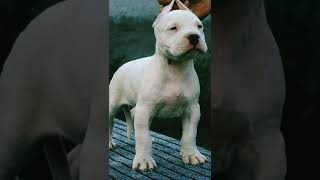 Dogo argentino grow up#dog #shorts #doglover #dogoargentino