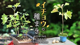 イチョウの種まき～2年目の成長記録 伸びすぎ‼豆盆栽【Bonsai diary 盆栽日記 7/17】初心者の簡単盆栽の作り方 育て方 やり方 銀杏 ギンナン ミニ盆栽 EOS R5撮影