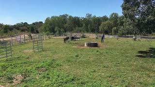 Mina, Tash, Luvvy with weaners